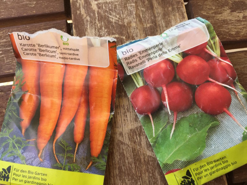 Semis de carottes et radis